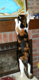 cc_0156.jpg