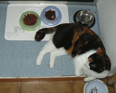 cc_0390.jpg