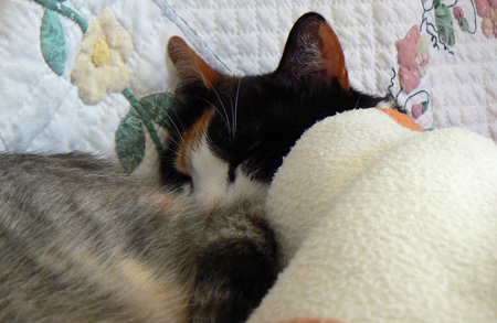 cc_0488.jpg