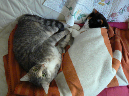 cc_0490.jpg