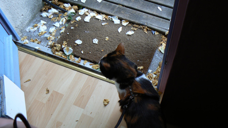 cc_0572.jpg
