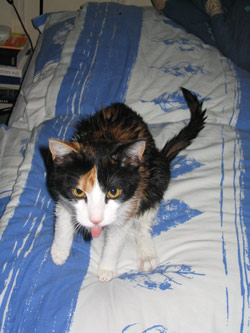 choukette_222.jpg