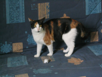 choukette_224.jpg