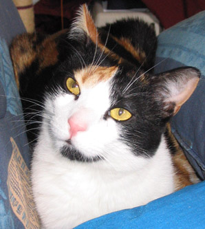 choukette_375.jpg