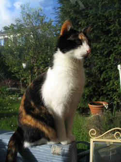 choukette_376.jpg