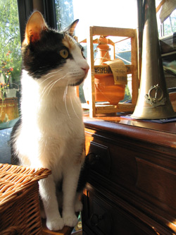 choukette_377.jpg
