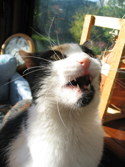 choukette_378.jpg