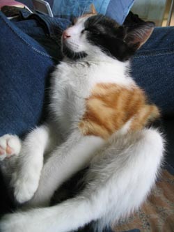 choukette_39.jpg