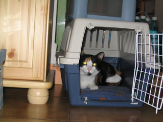 choukette_410.jpg