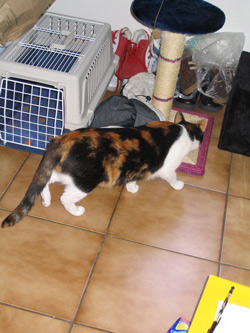 choukette_411.jpg