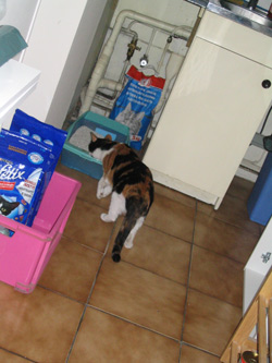 choukette_412.jpg