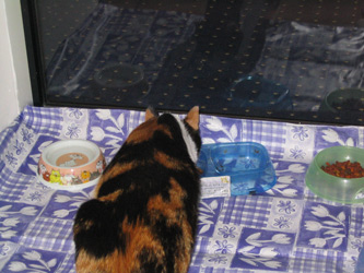 choukette_413.jpg