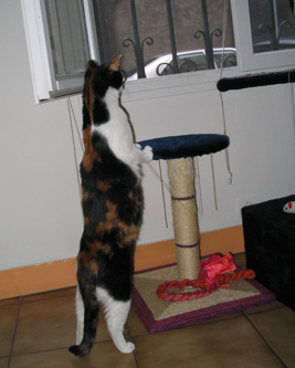 choukette_439.jpg
