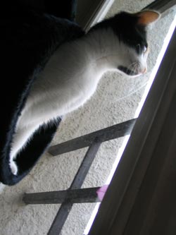 choukette_51.jpg