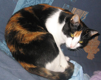 choukette_527.jpg